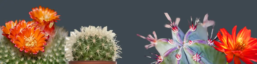 Rare_cactus