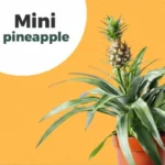 Pineapple_Miniature
